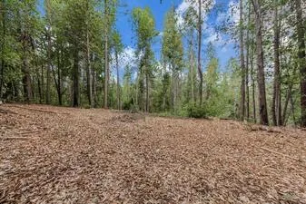 Wooded raw land